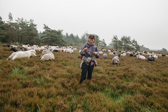 Liva Hansen fra Hedestrik blandt får, strikker Foto Iris Humm