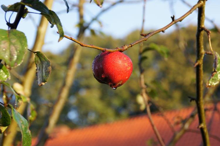 2015-10-02 Efterår   (2)