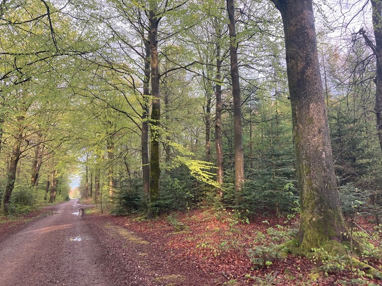 Forår