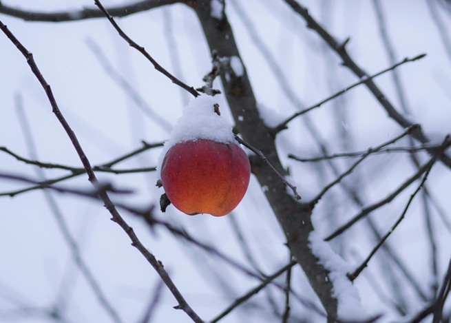 Omsorgsretræte_æbler