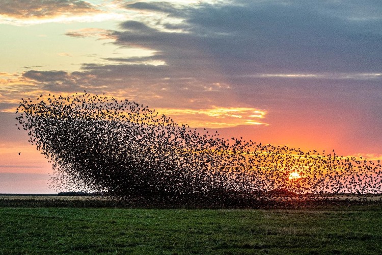 Sort Sol_fotograf_Jens_Jørgensen_Ribe