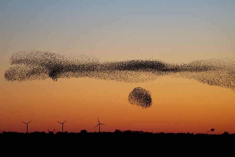 Sort Sol_marts_20_21 © Ulrik_Pedersen