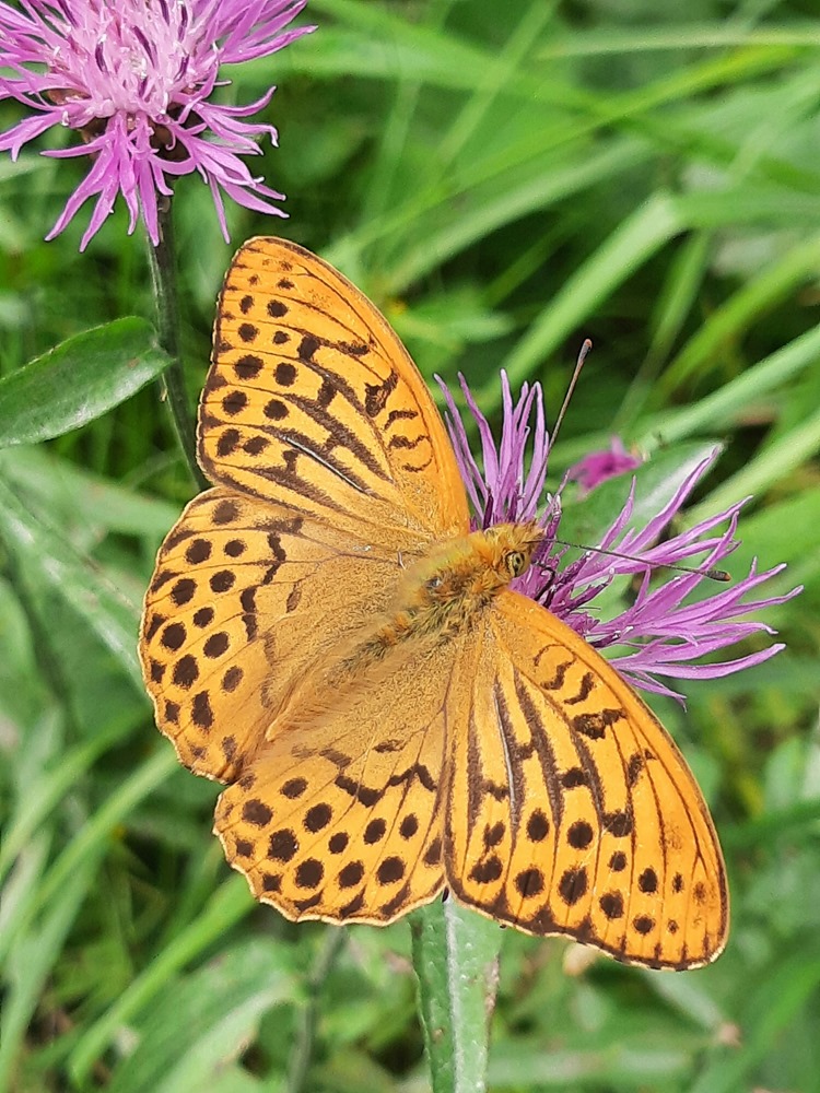 espen-gudbrandsen_kejserkåbe