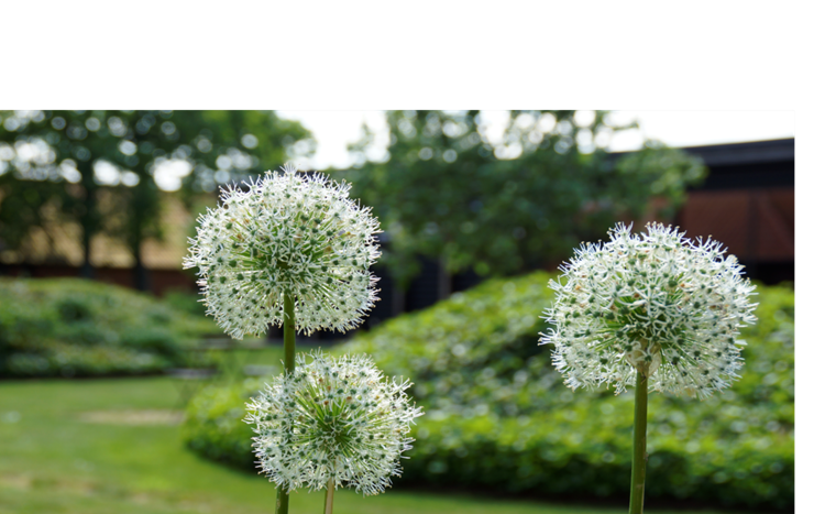 løgplante i blomst
